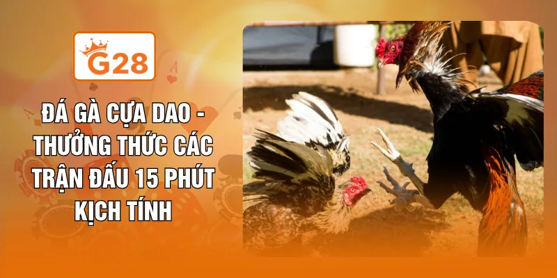 Đá Gà Cựa Dao - Thưởng Thức Các Trận Đấu 15 Phút Kịch Tính