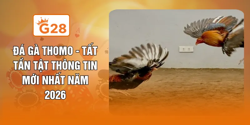Đá Gà Thomo - Tất Tần Tật Thông Tin Mới Nhất Năm 2026