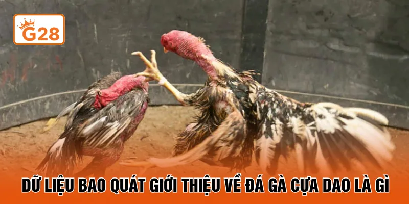 Dữ liệu bao quát giới thiệu về đá gà cựa dao là gì