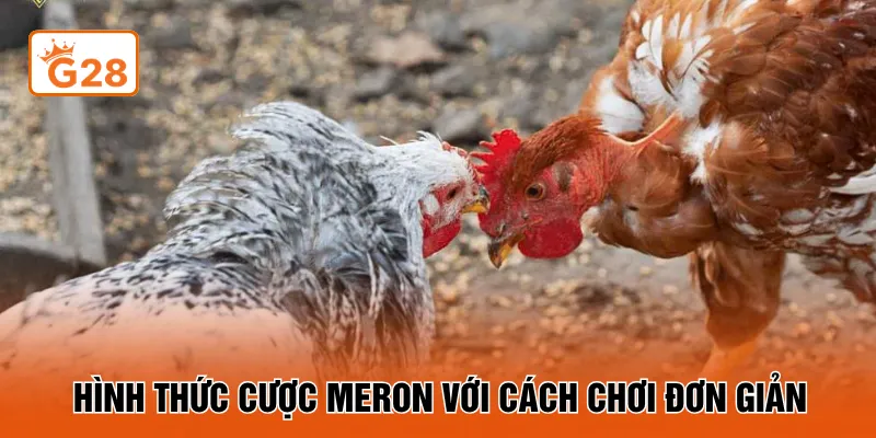 Hình thức cược Meron với cách chơi đơn giản