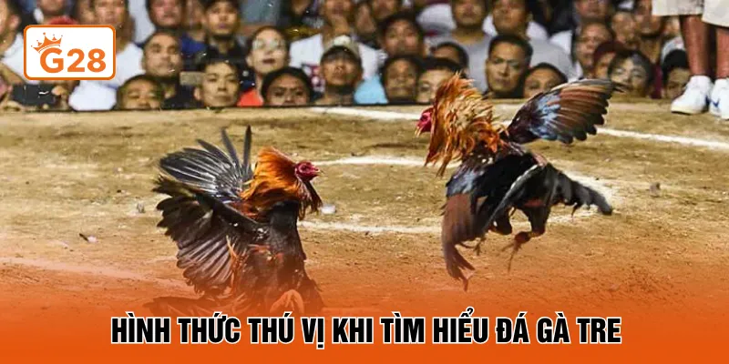 Hình thức thú vị khi tìm hiểu đá gà tre