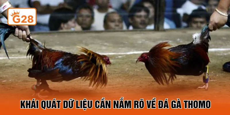 Khái quát dữ liệu cần nắm rõ về đá gà Thomo