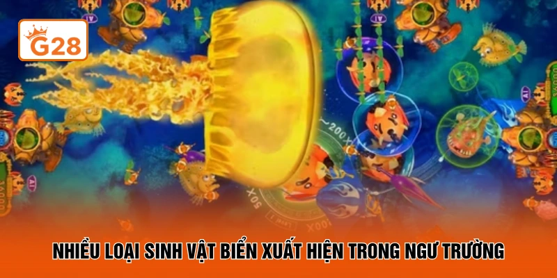 Nhiều loại sinh vật biển xuất hiện trong ngư trường